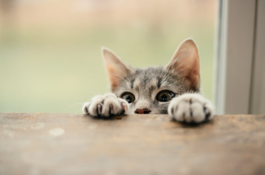 kitten